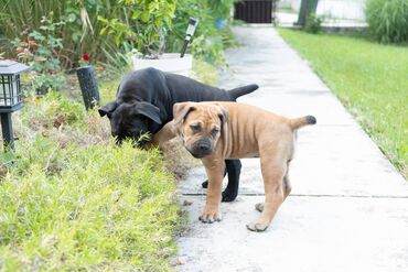 Psi: Sa ponosom predstavljamo vrhunske štence rase Južnoafrički mastif – — 6