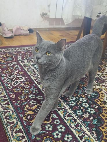 pisi: Şotland, Erkək, Yaxşı əllərə, Ünvandan götürmə — 2