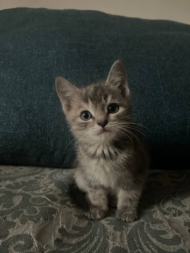 лысый кот: Породистый котёнок Скоттиш-Страйт.Серебристого окраса.Девочка.Почти 2