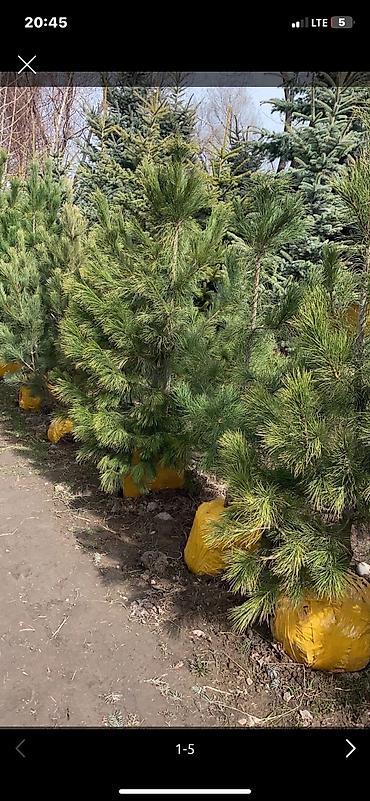 Другие товары для дома и сада: Голубой ель. Тянь-шаньский ель.береза,Пихта,Сосна, сатылат — 1