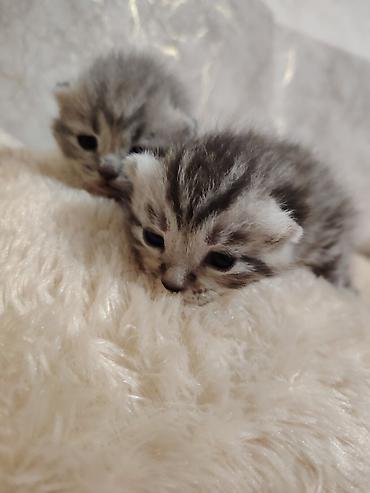 Pişiklər: Şotland -da lalafo.az — 3 Pişiklər: Şotland — 3