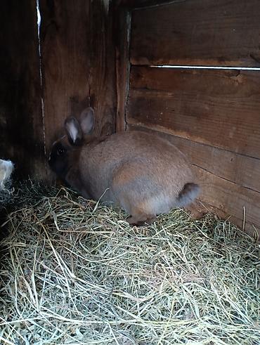 Индюки: Продаю | Индюшка (самка), Индюк (самец) | Полукровка | На забой, Для разведения | Племенные — 9