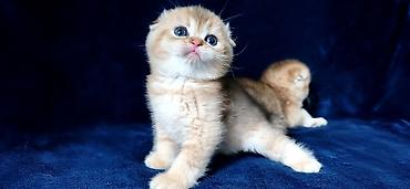 Продажа кошек: Скотиш Фолд (Шотландская вислоухая), 2 месяца, Девочка, Золотая шиншилла — 27