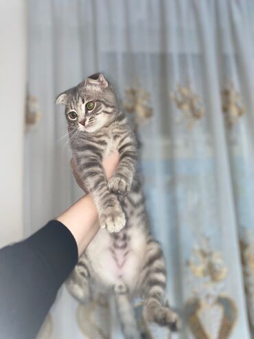 купить британского короткошерстного котенка: Готов для ВЯЗКИ Порода -Британский Вислоухий Раскраска шерсти