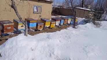 Другие животные: Продается ящики рута с пчелами состояние отличное, новые ящики. Цена