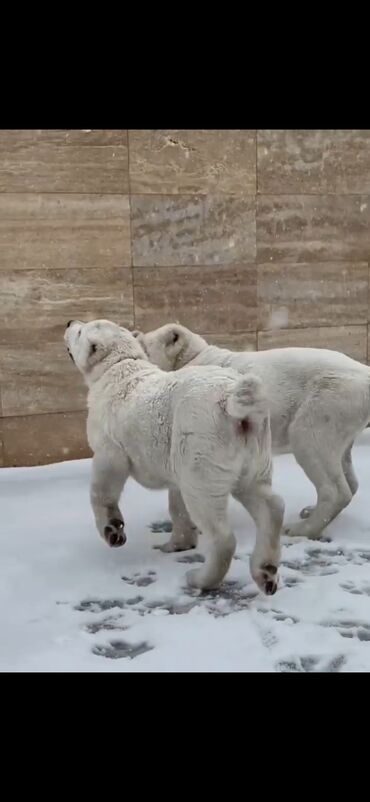 İtlər: Alabay — 11