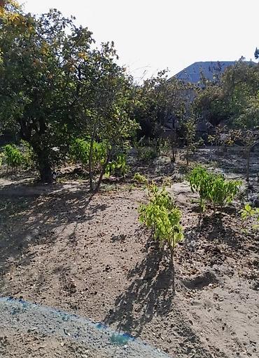 sumqayit baxca seher: 18 sot, Tikinti, Makler, Kupça (Çıxarış) — 2