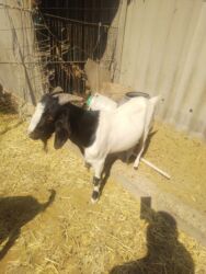 Козы, козлы: Продаю | Коза (самка), Козёл (самец) | Зааненская, Битал | Для разведения | Племенные — 24