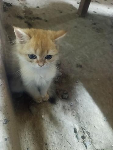кот шотландская шиншилла: 2 месяца, Мальчик, Золотая шиншилла, Приучена к лотку, Проглистована — 1