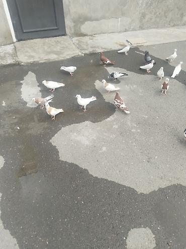 Quşlar: 27 quş satılır 140 manat gəncə təcili — 2