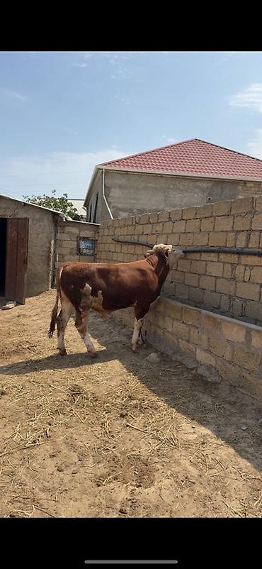 inək: İki baş təmiz qan erkək simmental dana satılır. Böyüyünün 1 yaşı var — 1