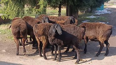 Баран, овца: Продаю | Овца (самка) | Для разведения | Ярка — 1