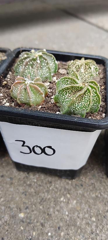 sadnice jagode: Astrophytum capricorne – kolekcijski kaktusi u saksijama - Vrsta — 3