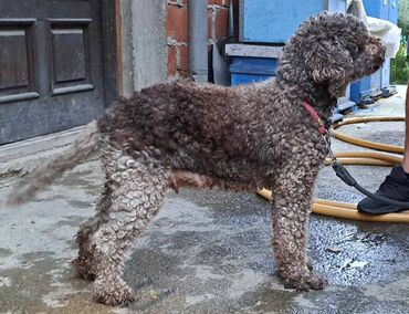 Psi: Prelepi štenci Lagoto Romanjolo dostupni za nove domove. Rođeni — 20