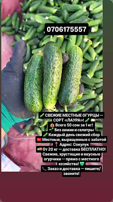 огурцы: Огурцы В розницу — 1