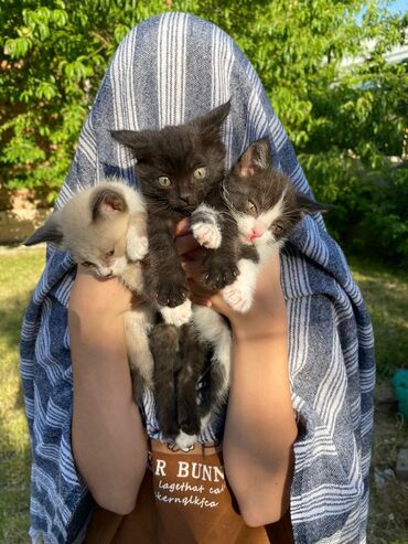 Коты: Отдадим котят в добрые и заботливые руки ❤️ Девочка светлого цвета и 2