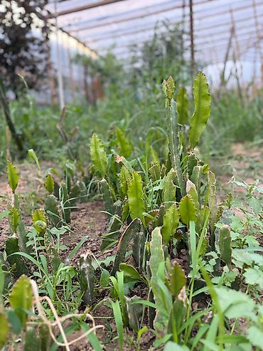 dekorativ bitkilər: Sağlam və böyüməkdə olan əjdaha meyvəsi (Pitahaya) şitili satılır. Ev — 3
