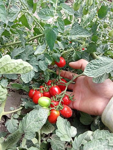 кунай минато: Помидоры Оптом, В розницу — 8