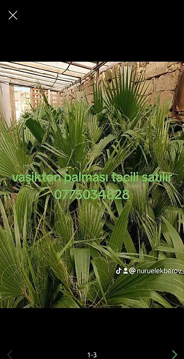 ciledagi bitki: Məhsul: dekorativ bitkilər və tinglər - Vazəqq-ton (Vashingtonia) — 4