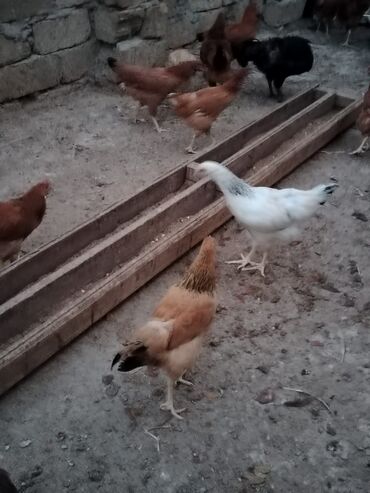 Digər kənd təsərrüfatı heyvanları: Toyuq, Yumurtalıq