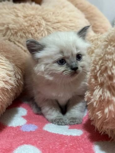 купить британского короткошерстного котенка: Британская короткошёрстная, 2 месяца, Девочка, Приучена к лотку