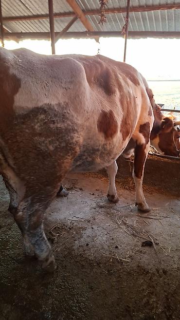 кара продажа: Продаю | Корова (самка) | Для молока | Привязанные — 3