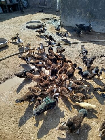Çəngəllər: 70 ədəd ördək,4 ayliqdir,1 ededin qiyməti 20azn,ünvan Binə 0073