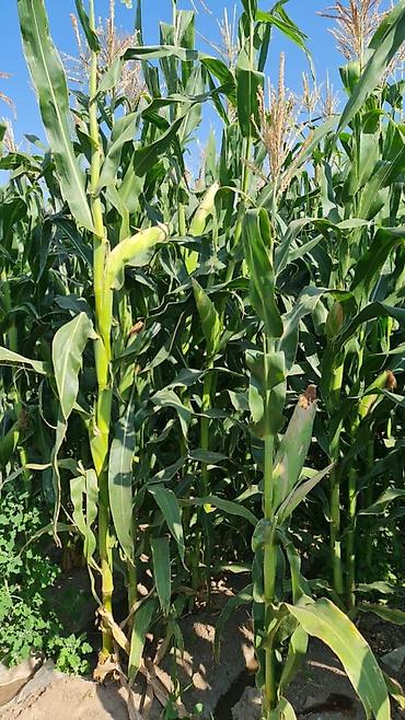 Корма для с/х животных: Продается силос в брикетах 8 кг at lalafo.kg — 7 Корма для с/х животных: Продается силос в брикетах 8 кг — 7