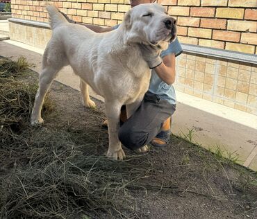 ветеринар для собак: Чистокровный кабель-алабай, На взяку. 3.5года отец чемпион по