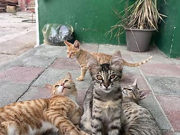 parafin dermani: Tabbi, Yaxşı əllərə — 5