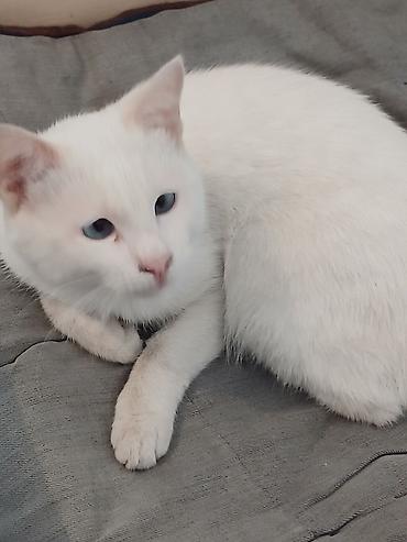 британская кошка бишкек: Кошка даром: Беспородная, 2 года, Мальчик — 2