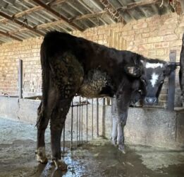 рыбки в аквариум купить: Сатам | Кунаажын | Бордоп семиртүү үчүн, Көбөйтүү үчүн, Сүт алуу үчүн