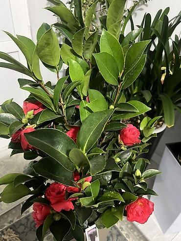 камелия: Доставка по городу бесплатно 🚘 Крупный сорт Камелия японская (Camellia — 3