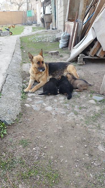 Продажа собак: Щенки немецкой овчарки - Порода: немецкая овчарка, классический — 1