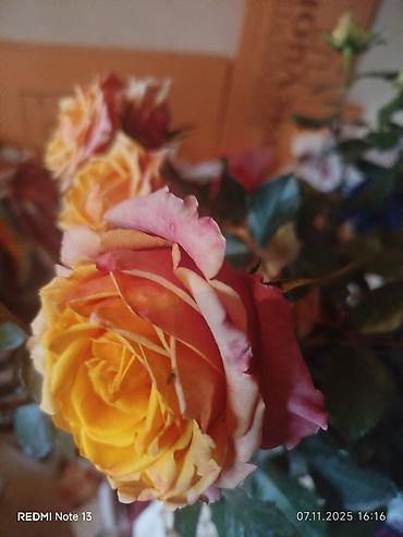 Другие садовые цветы и кустарники: Предлагаем саженцы роз разного возрастаплетистые,кустовые,цены — 9