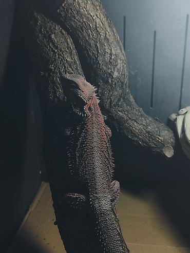 Үй жаныбарлары үчүн товарлар: Бородатые агамы (Pogona vitticeps) — яркие морфы Описание: - Домашние — 5