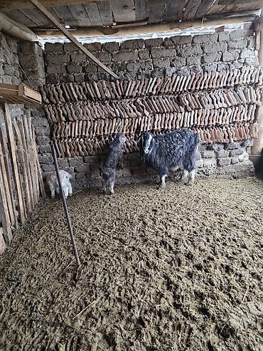 Козы, козлы: Продаю | Коза (самка) | Для разведения — 4