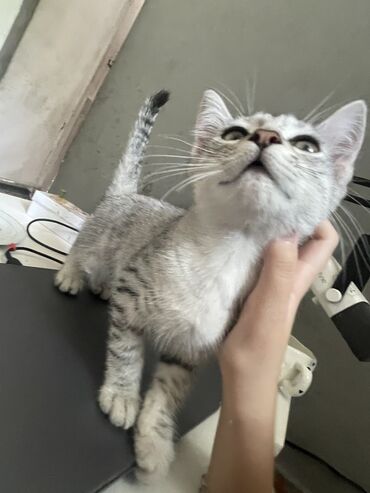 шотландские котята: Кошка даром: Скотиш Страйт (Шотландская прямоухая), 3 месяца, Мальчик