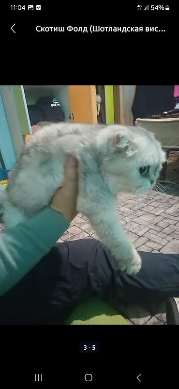 Продажа кошек: Скоттиш-фолд (шотландская вислоухая кошка). - Тип: домашний питомец — 1