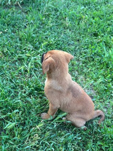 куплю щенка русского спаниеля: Щенок породы южная гончя для охоты,фермы, умная,скоросная 2- месяцев