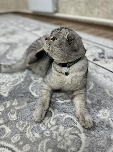 Продажа кошек: Скотиш Фолд (Шотландская вислоухая), 10 месяцев, Мальчик, Проглистована, Приучена к лотку — 6