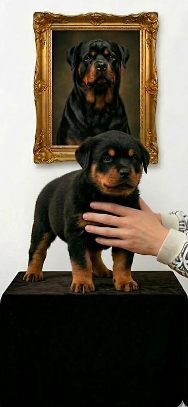 İtlər: Rotveyler, Peyvəndli — 1