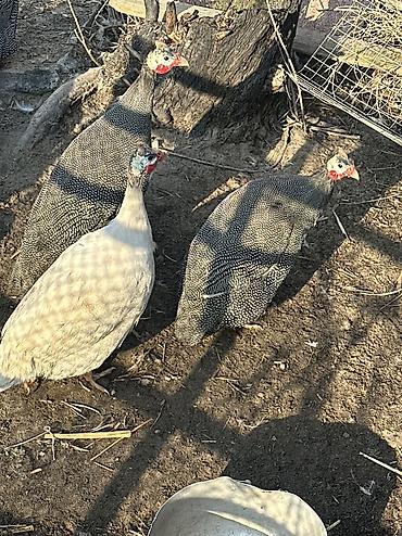 Птицы: 10 голов — 3