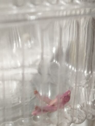 лягушки живые: Розовый кузнечик, встретить такого может только 1%.
Не пожалеете
