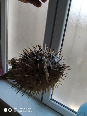 Digər ev dekoru: Рыба -еж рыба-шар чучело в наличии 2 шт — 2