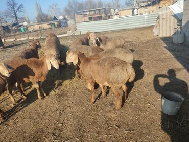 Бараны, овцы: Продаю | Баран (самец) | Арашан | Для разведения | Племенные — 9