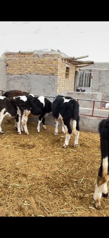 Dana, buzov: Satışda – müxtəlif rənglərdə və yaşlarda dana qrupı. Xüsusiyyətlər: - — 12