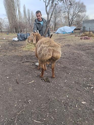 Баран, овца: Продаю | Баран (самец) | Для разведения — 7