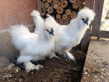 домик для кур: Сатам | Тооктор, Короздор