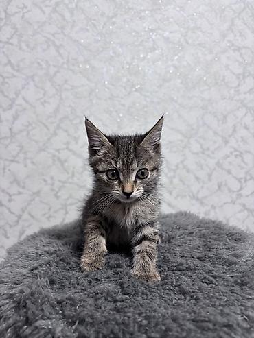 котёнок токмок: ⭕️ Бесплатно, Бишкек! Котёнок, мальчик, возраст — 1 месяц. Окрас — 1